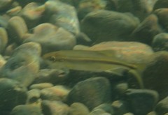 Richardsonius balteatus