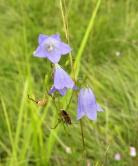 Campanula moravica
