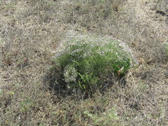 Limonium platyphyllum