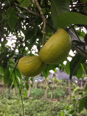 Tabernaemontana litoralis