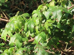 Gossypioides kirkii