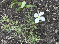 Oenothera pallida