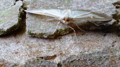 Cydalima perspectalis