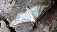 Cydalima perspectalis