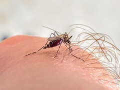 Aedes epactius