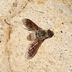 Neodiplocampta