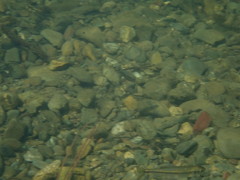 Richardsonius balteatus