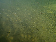 Richardsonius balteatus