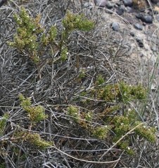 Muraltia macrocarpa