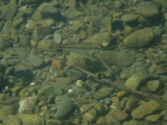 Richardsonius balteatus