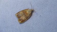 Acleris curvalana