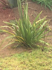 Phormium