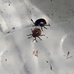 Cosmopepla lintneriana