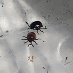 Cosmopepla lintneriana