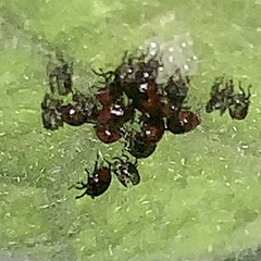 Cosmopepla lintneriana