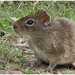 Montane Guinea Pig - Photo (c) Christian Artuso, some rights reserved (CC BY-NC-ND), uploaded by Christian Artuso