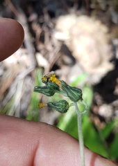 Hieracium abscissum