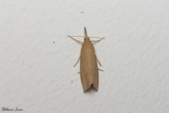 Schoenobiinae