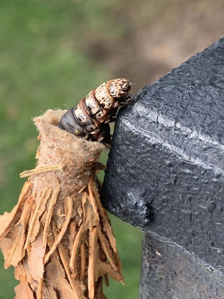 Common bagworm