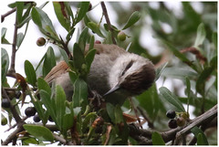 Cranioleuca pyrrhophia