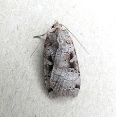 Xestia normanianus