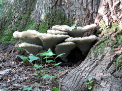 Inonotus dryadeus image