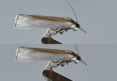 Crambus girardellus