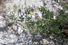 Coronilla coronata