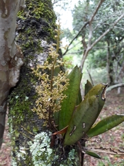 Trichocentrum pumilum