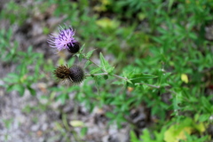 Cirsium laniflorum