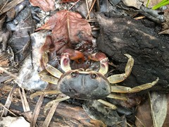 Gecarcinus