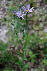 Aster amellus bessarabicus