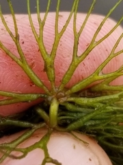 Ceratophyllum echinatum