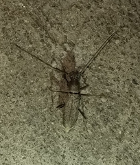 Osmidus guttatus