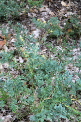 Coronilla coronata