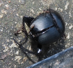 Scarabaeus bornemisszai