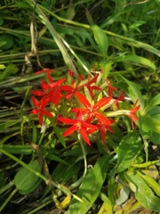 Silene regia