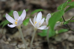 Colchicum umbrosum