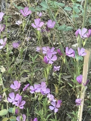 Clarkia dudleyana