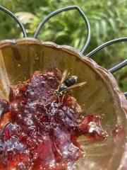 Dolichovespula maculata