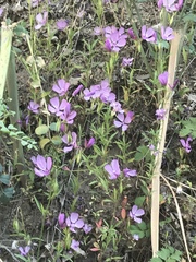 Clarkia dudleyana