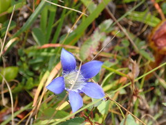 Gentiana setigera