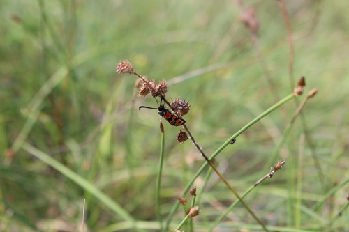 Merry Burnet