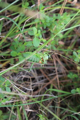 Ephippiger terrestris