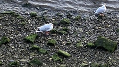 Chroicocephalus ridibundus