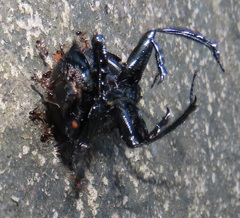 Monomorium junodi