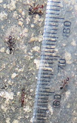 Monomorium junodi
