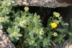 Erigeron miser