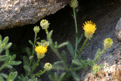 Erigeron miser