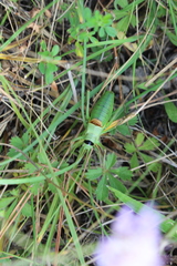 Ephippiger terrestris